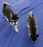 Adorable Siberian Husky puppies for Adoption