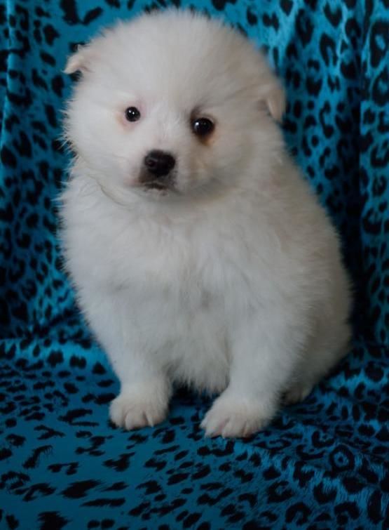 American Eskimo Puppies for Sale