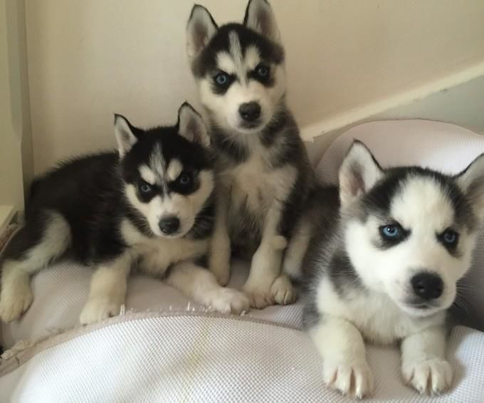 blue eyes Siberian Huskies Puppies For Sale