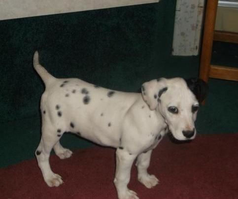 Dalmatian Puppies socialized, love attention