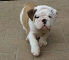 English bulldog for sale