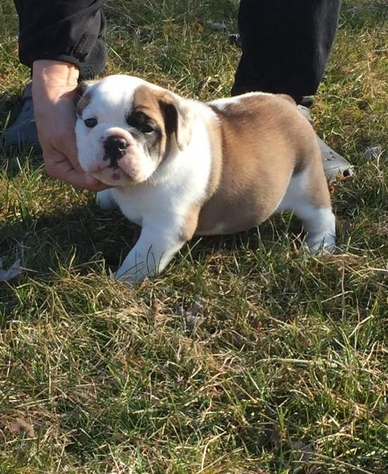 English Bulldog Puppies
