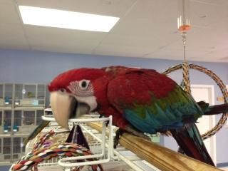 Hand Breed Exotic Pet Parrots for Sale