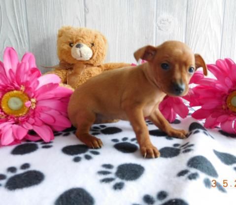 Miniature Pinscher Puppies