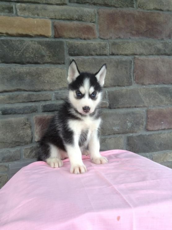 Siberian Husky Puppies