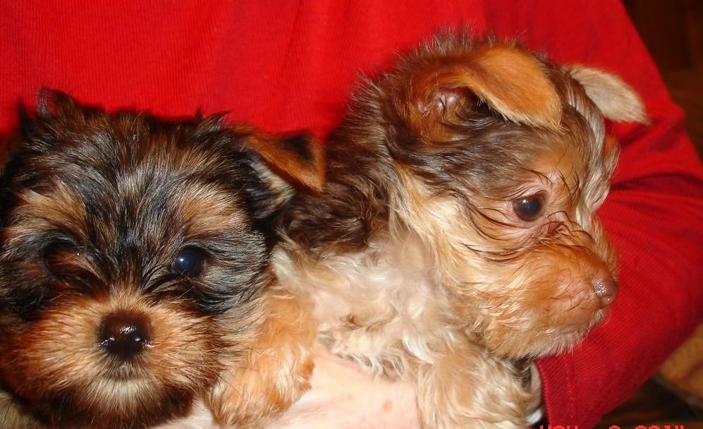 Tea Cup Yorkie and Pom Puppies for sale
