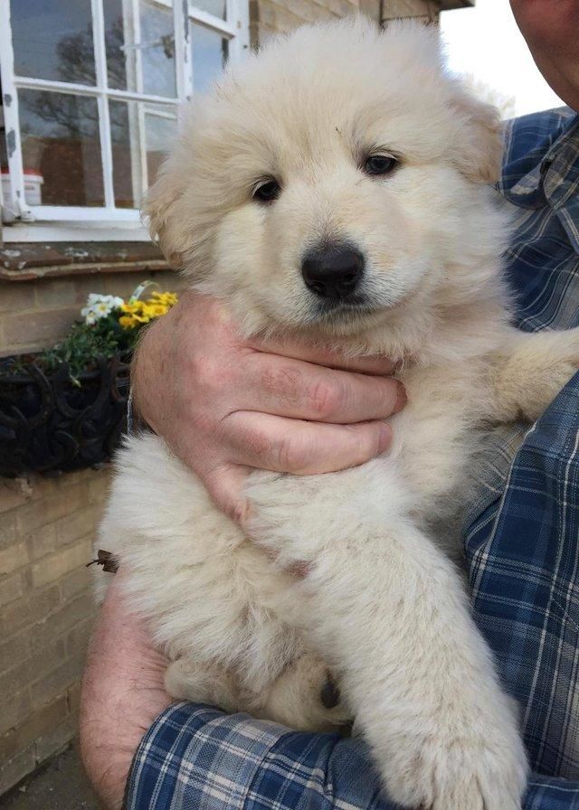 white male puppy German shepherd