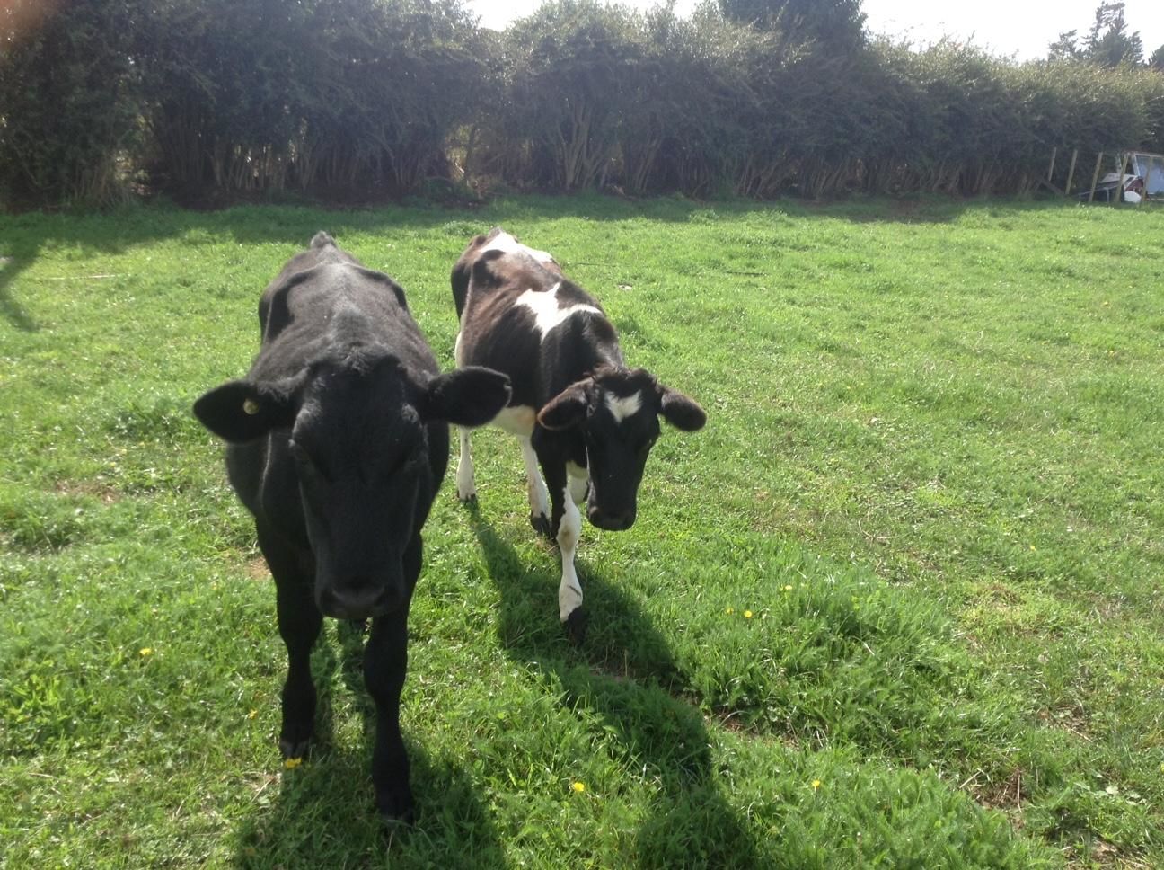 x1 male Angus x (desexed). x1 Heifer Fresian x