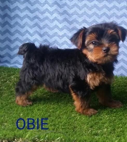 Yorkshire Terrier Puppies