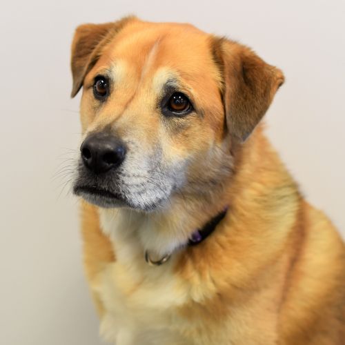 Joey the Dog Better Rehab