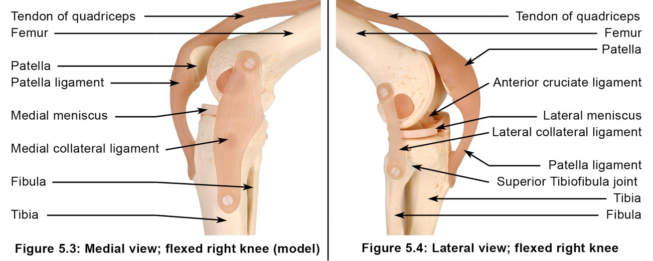 Figure 2: The knee joint complex: bone and ligament model (from the Applied Anatomy and Physiology of Yoga', Borg-Olivier and Machliss, 2005)