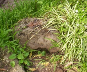 Garden rocks