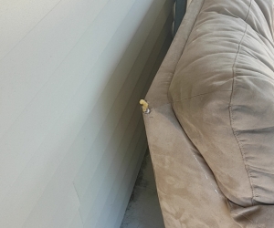 Free Microfiber/suede lounge