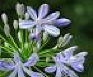 agapanthus