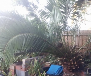 Palm Tree
