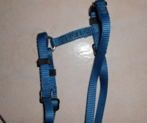 pet harness