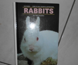 rabbit book