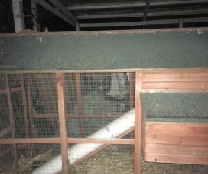 Chicken coop/guinea pigs or tabbit