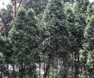 Mature conifer trees