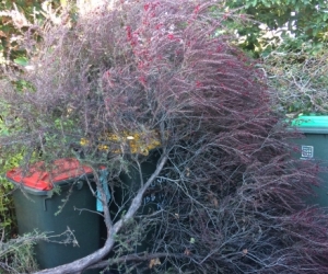 FREE BRANCHES