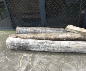 Sugar gum poles
