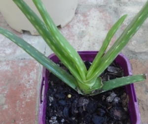 Aloe vera, medicinal aloe vera plant. Pickup Blackburn