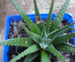 Zebra plant. Pickup Blackburn