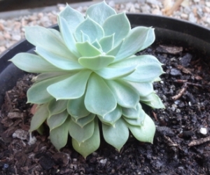 Small succulent. Pickup Blackburn