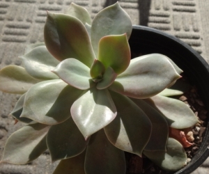 Grey and pinkish succulent. Pickup Blackburn
