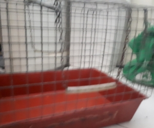 Cat/ puppy cage