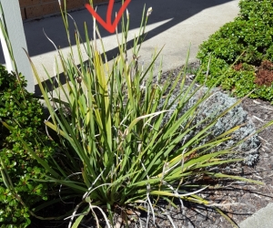 Free plants - Dietes (wild iris)
