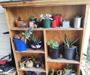Shelf only plants not included