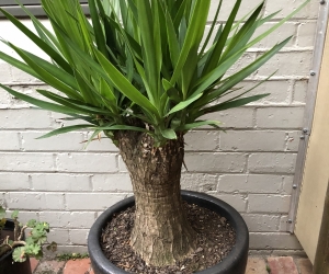Yucca Plant in Black Pot