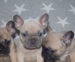Kc Reg French Bulldog Puppy's