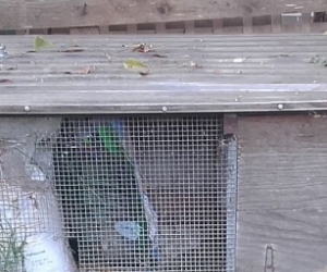 Old Guinea Pig Hutch