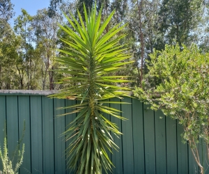 Large yucca