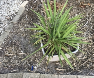 Plants