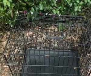 Small puppy crate