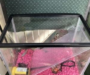 Fish Tank