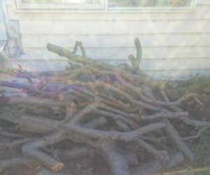 Apple tree wood