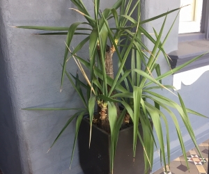 FREE YUKKA plant in nice pot.. It's outside front. First messager it's your to remove