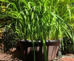 Yellow Water Iris Plants