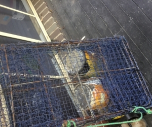 Fishing nets and reels