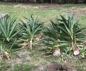 Yuccas