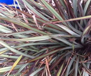 Phormium plants