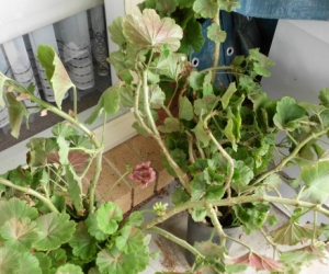 geraniums cutting