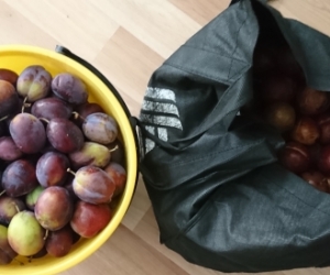 Organic plums