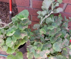geraniums cuttings