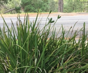 Plants..Dietes