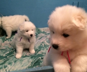 Samoyed puppies for adoption